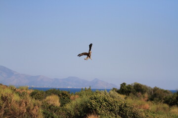 Minturno, Italy - August 24, 2017: A buzzard released in the park of the Riviera di Ulisse