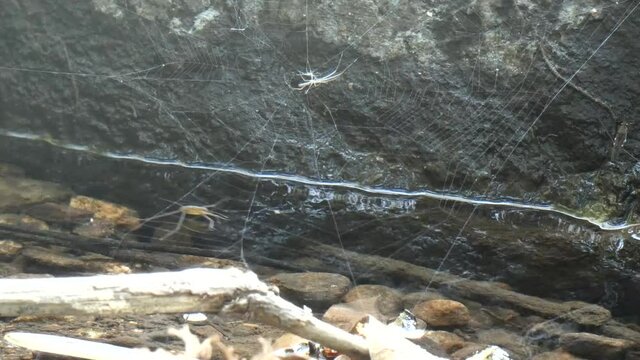 Spider net in lake mp4 UHD 4k.
