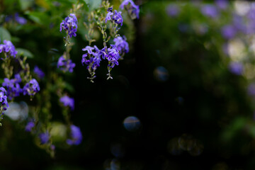 Plakat blue small flower bush, The close up, frame, blurred dark background,cientific name of this flower is Duranta repens. Scientific name is Duranta repen (Duranta erecta)