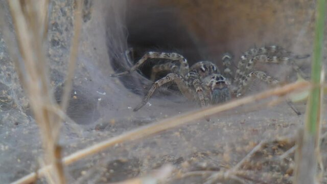 Spider in web mp4 UHD 4k .