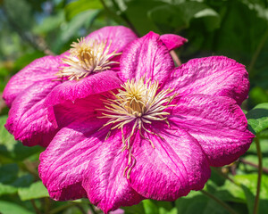Pink flowers clematis close-up on a background of green foliage.