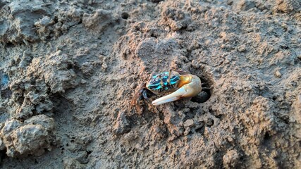 crab on the beach