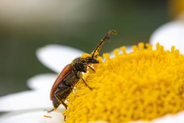 Strangalia melanura on Anthemis tinctoria ‘E.C.Buxton’