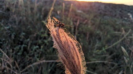 Close up of grass that is occupied by butterflies when sunset