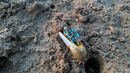 Crab on the beach