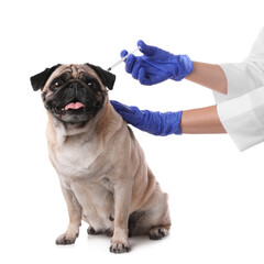 Professional veterinarian vaccinating cute pug dog on white background, closeup