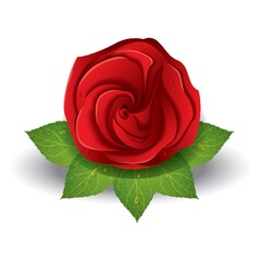 rose
