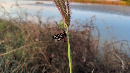 Close up of grass that is occupied by butterflies when sunset