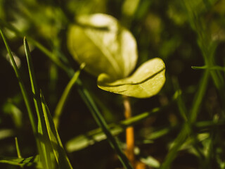 Green leaves in the garden