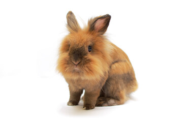 Isoliertes braunes Kaninchen auf weissem Hintergrund