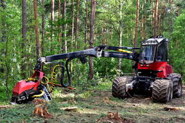 Pine forest harvesting machine at work during clearing of a plantation. Wheeled harvester sawing...