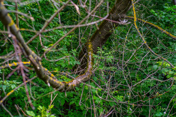 A branch of a tree with partially damaged bark and small growths of moss. The theme is the protection of nature and natural resources.