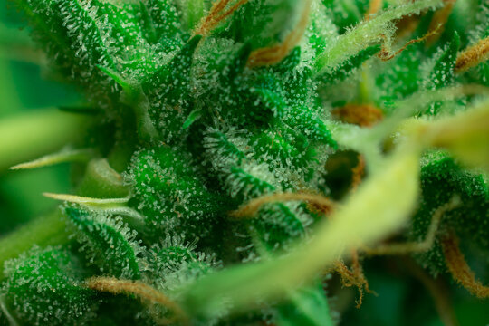 Macro close-up photo of THC cannabis crystals. Weed trichomes, Marijuana plant