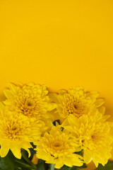 blooming summer yellow chrysanthemum flower on vivid nature background