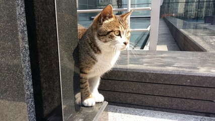 관찰하고 있는 귀여운 고양이 