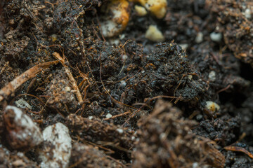 The surface of the soil rich in minerals for planting. Background in soft focus at high magnification, showing small clumps of soil and plant nutrient.