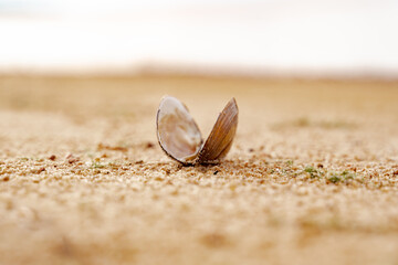 Sandy beach on the Baltic sea. Gulf of Finland. Summer. Rocks and mussel shells.