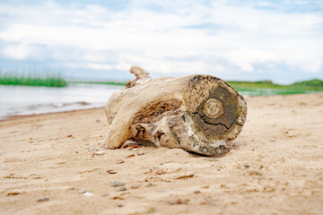 Sandy beach on the Baltic sea. Gulf of Finland. Summer. Rocks and mussel shells.