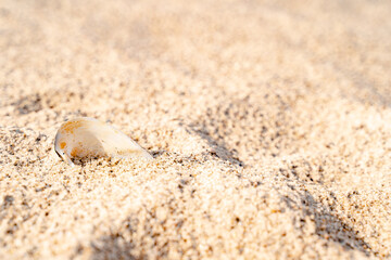 Sandy beach on the Baltic sea. Gulf of Finland. Summer. Rocks and mussel shells.