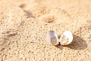 Sandy beach on the Baltic sea. Gulf of Finland. Summer. Rocks and mussel shells.