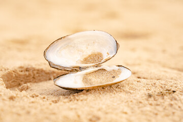 Sandy beach on the Baltic sea. Gulf of Finland. Summer. Rocks and mussel shells.