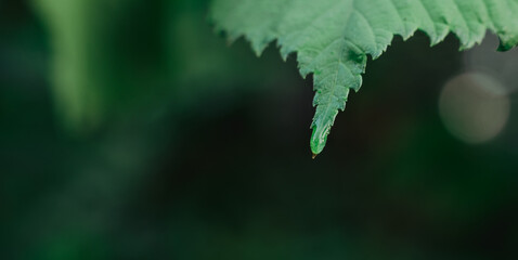 Green leaf with a Dewdrop in the Park after the rain