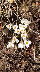 yellow flowers on the ground