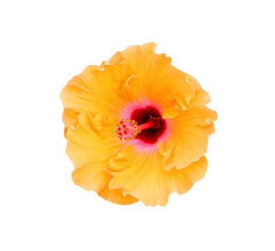 Orange chaba flowers or hibiscus rosa sinensis blooming isolated on white background , clipping path
