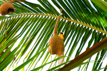 weaver bird isolated on beautiful nest in palm tree