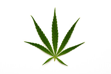 canabis marijuana leaf sativa weed hemp hash leafs