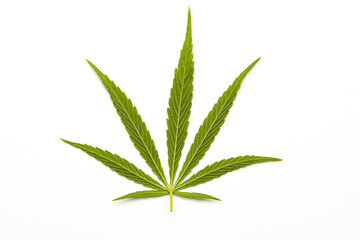 canabis marijuana leaf sativa weed hemp hash leafs