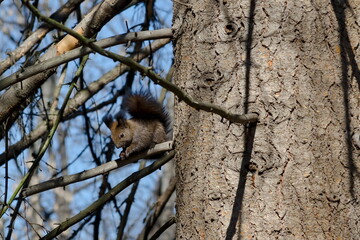 Brown-tailed squirrel on a tree trunk in a park looking for food, Sofia, Bulgaria  