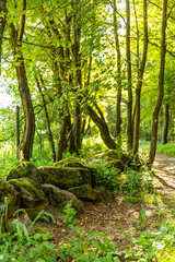 Fototapeta premium beautiful footpath in the forest