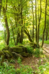 Foto op Plexiglas beautiful footpath in the forest © Sven Pfister 
