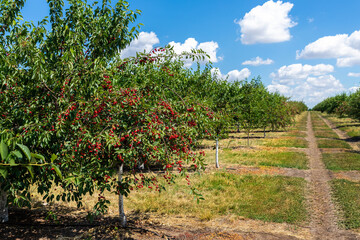 Fototapeta na wymiar Many fruit trees with green leaves twig and many red ripe tasty juicy dessert cherry berries growing in orchard. Natural eco fruit garden background. Organic nutritious agribusiness concept