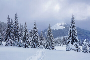 Fototapeta premium On the lawn covered with snow there is a trodden path leading to the high mountains with snow white peaks, trees in the snowdrifts. Beautiful landscape on the cold winter foggy morning.