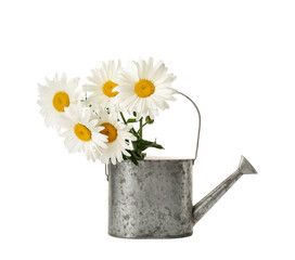 Watering can with flowers on white background