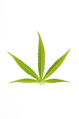 canabis marijuana leaf sativa weed hemp hash leafs
