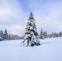 The fluffy fir trees in the snowdrifts covered with snow on the lawn. Beautiful landscape on the...