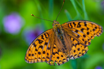 Close up of orange butterfly on flower