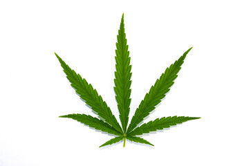 canabis marijuana leaf sativa weed hemp hash leafs
