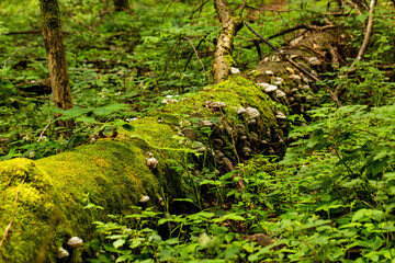 Fototapeta premium moss covered stem with mushrooms