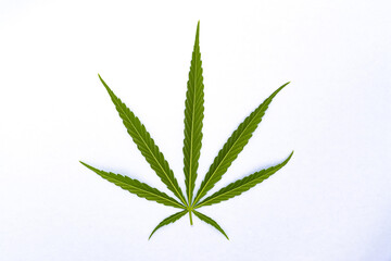 canabis marijuana leaf sativa weed hemp hash leafs