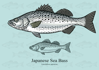 Japanese Sea Bass. Vector illustration with refined details and optimized stroke that allows the image to be used in small sizes (in packaging design, decoration, educational graphics, etc.)
