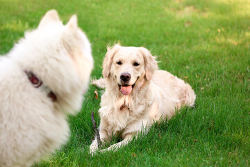 Cute funny dogs on green lawn in park