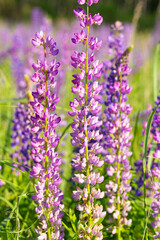 Obraz premium Flowers of purple lupin on the field in natural sunlight.