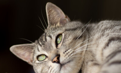 くつろぐ猫ちゃん　　　サバトラ猫