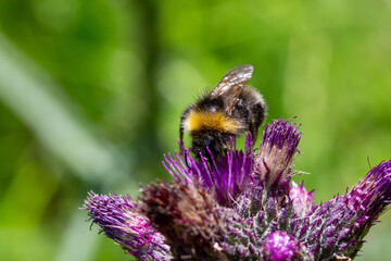 macro of bumblebee on purple thistle