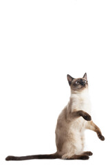 The cat sits on its hind legs and lifts its front paws.