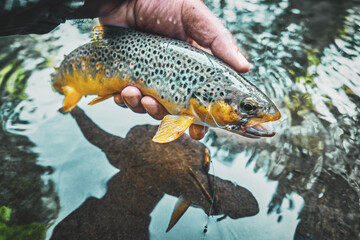 Beautiful brown trout caught on the fly.